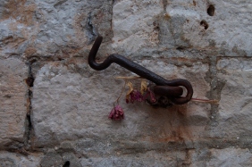 Gate hook at one of the entrance gates in Dubrovnik.