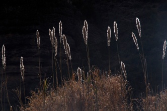 Winter reeds.