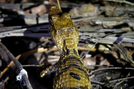 A young black caiman, about 30 cm long.