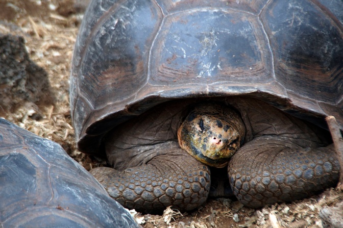 Giant tortoise having a nap.