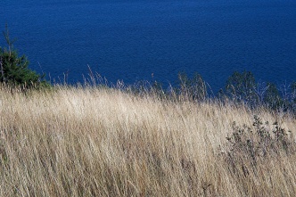 The golden prairie grass along Lower Waterton Lake.