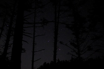 The stars through the trees in our camp site at Cape Lookout.