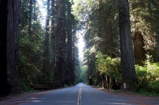 The cathedral-like scenery in Prairie Creek Redwoods State Park.